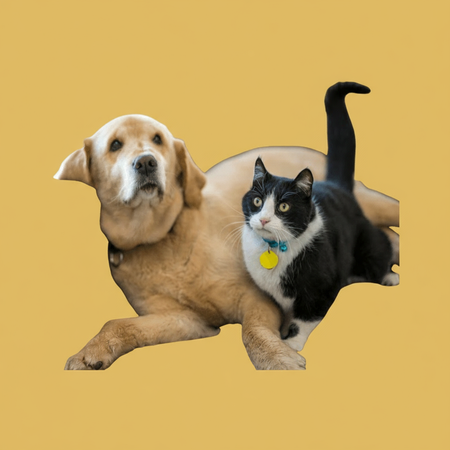 Pets